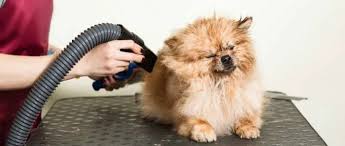 A Dry Pup is a Happy Pup: Benefits of a Dog Blow Dryer