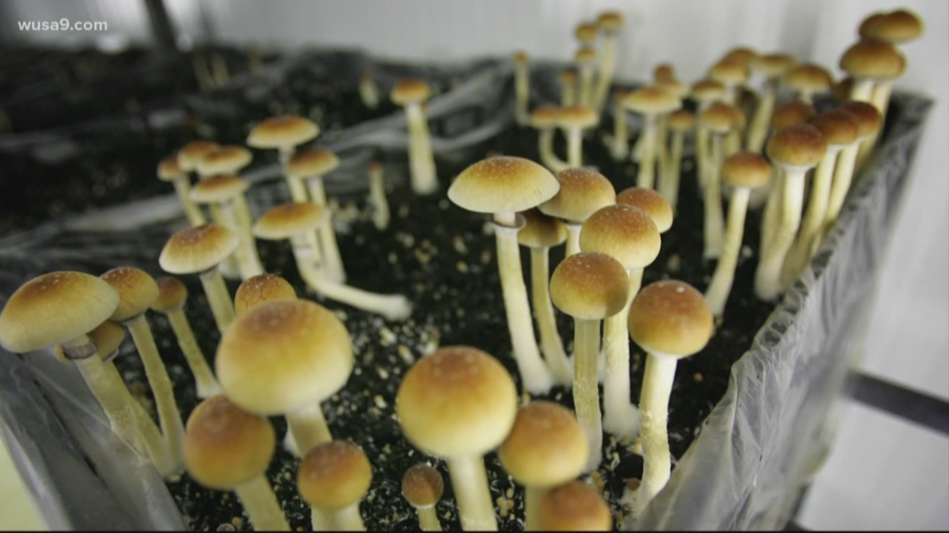 Elevate Your Encounter: Purchase the Greatest Shrooms in DC
