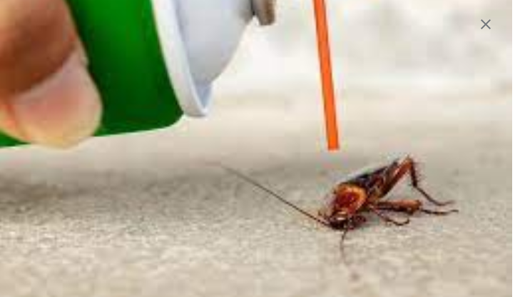 Periodic Pest infestations: Removal and Reduction