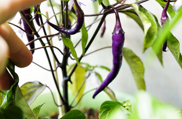 The Spiciness Spectrum: Purple Cayenne Pepper’s Unique Flavor Profile