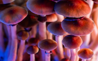 The possibility of Key Fresh fresh mushrooms as an end to Depressive problems