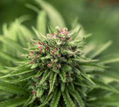 CBD Hemp Flower: Nature’s Calming Elixir