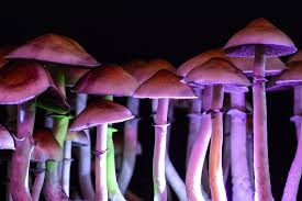 Buy Shrooms in DC: Where Reality Expands