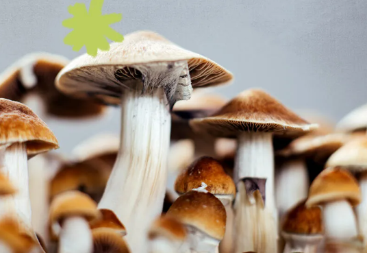 DC’s Shroom Scene: Where to Find the Best Mushrooms