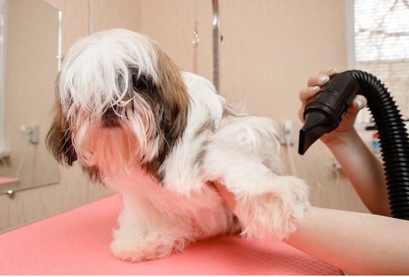 At-Home Grooming Made Easy with Dog Blow Dryers