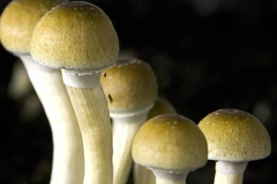 DC Shrooms: A Catalyst for private Progress