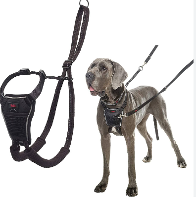 No-Take Pet Harnesses: All Of Your Queries Answered