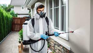 How to Achieve Year-Round Termite Control That Stands the Test of Time